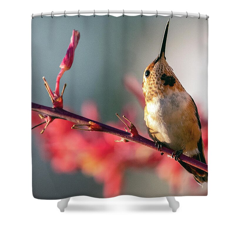 Hummingbirds Shower Curtain featuring the photograph Look. Up in the Sky ... by Joe Schofield