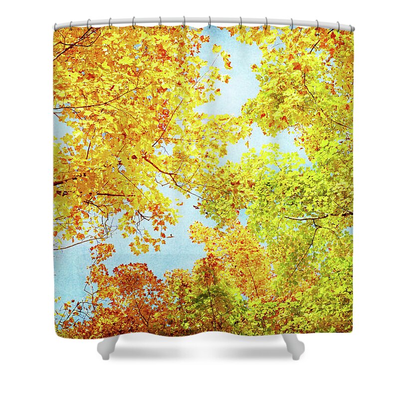 Fall Leaves Shower Curtain featuring the photograph Look Up by Kathi Mirto