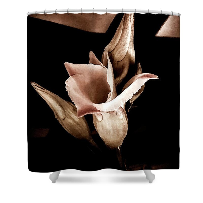  Shower Curtain featuring the photograph Looking around-287 by Emilio Arostegui