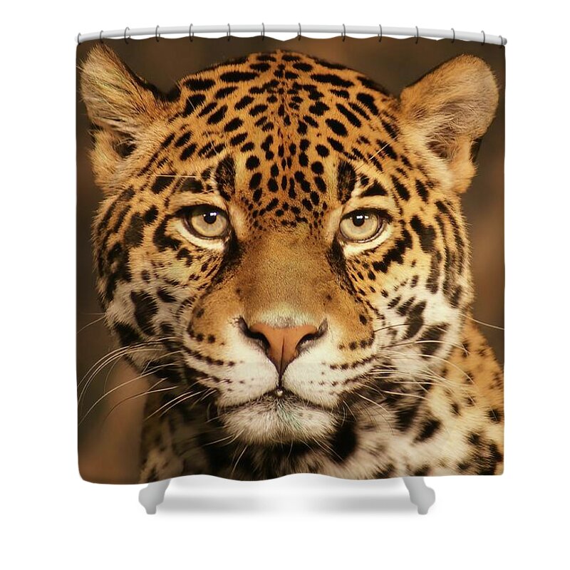 Jaguar Shower Curtain featuring the photograph Looking at Me by Deb Beausoleil