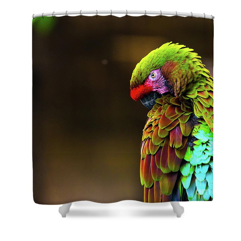 #parrot #look # Eyes #birds #feathers #eyes #color #colour Shower Curtain featuring the photograph Looking Back by Dheeraj Mutha