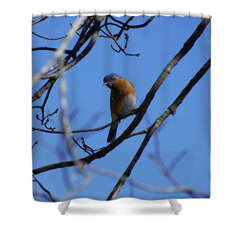  Shower Curtain featuring the photograph Looking Blue by Heather E Harman