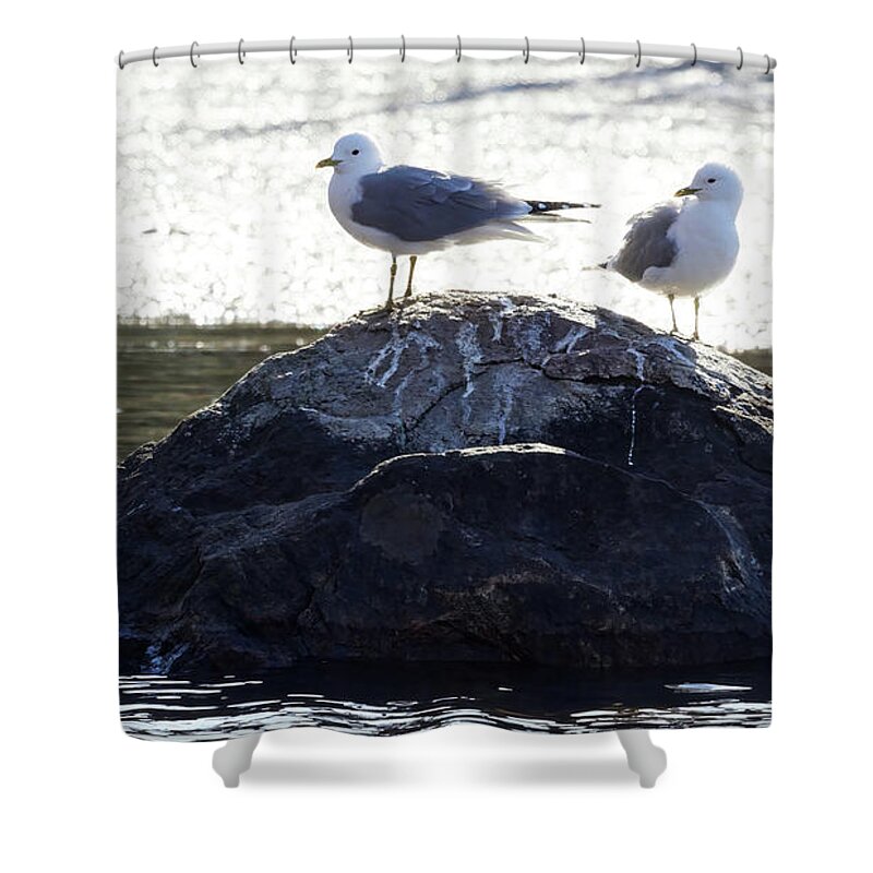 Finland Shower Curtain featuring the photograph Looking bright now. Sea mew by Jouko Lehto