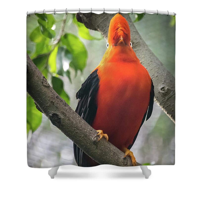 Andean Cock-in-the-rock Shower Curtain featuring the photograph Looking on Both Sides Simultaneously by David Levin