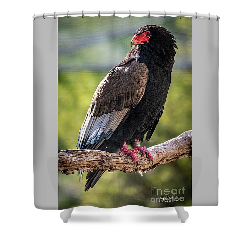 Bird Shower Curtain featuring the photograph Looking Over My Shoulder by David Levin