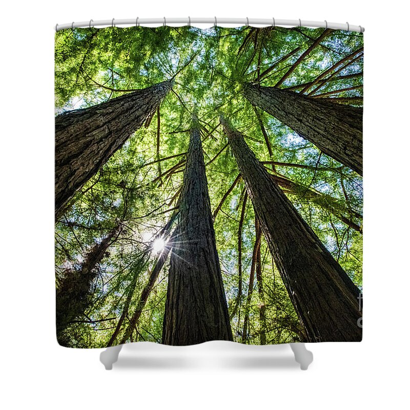 250 Feet Tall Shower Curtain featuring the photograph Looking Straight Up by David Levin