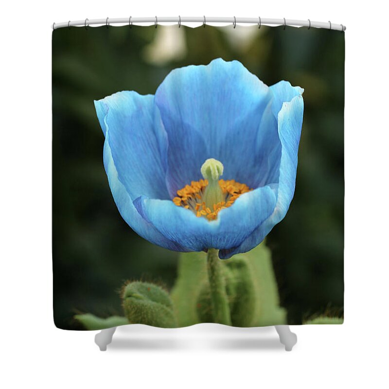 Himalayan Blue Poppy Shower Curtain featuring the photograph Looking toward the sun by Laurie Lago Rispoli