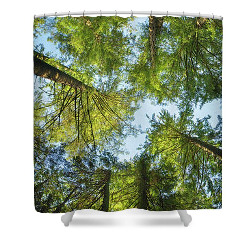 617 Shower Curtain featuring the photograph Looking up in the Rain Forest by Sonny Ryse