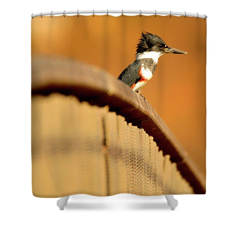 Birds Shower Curtain featuring the photograph Kingfisher Bridge by John F Tsumas