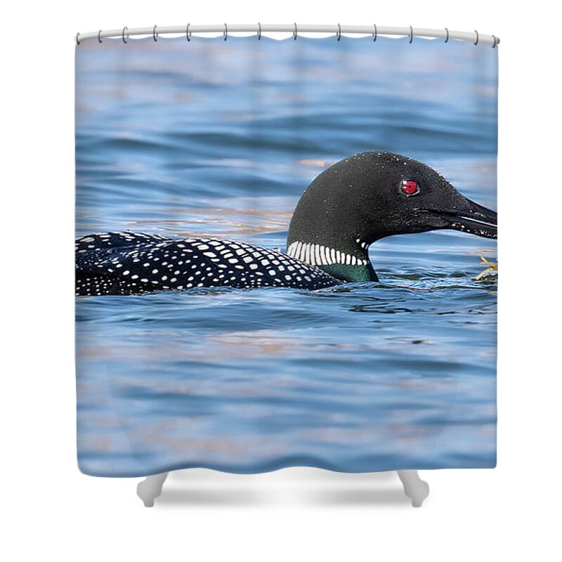 Loon And Lunch Photography Utah Wildlife Birding Common Crawdad Shower Curtain featuring the photograph Loon and lunch by Jami Bollschweiler