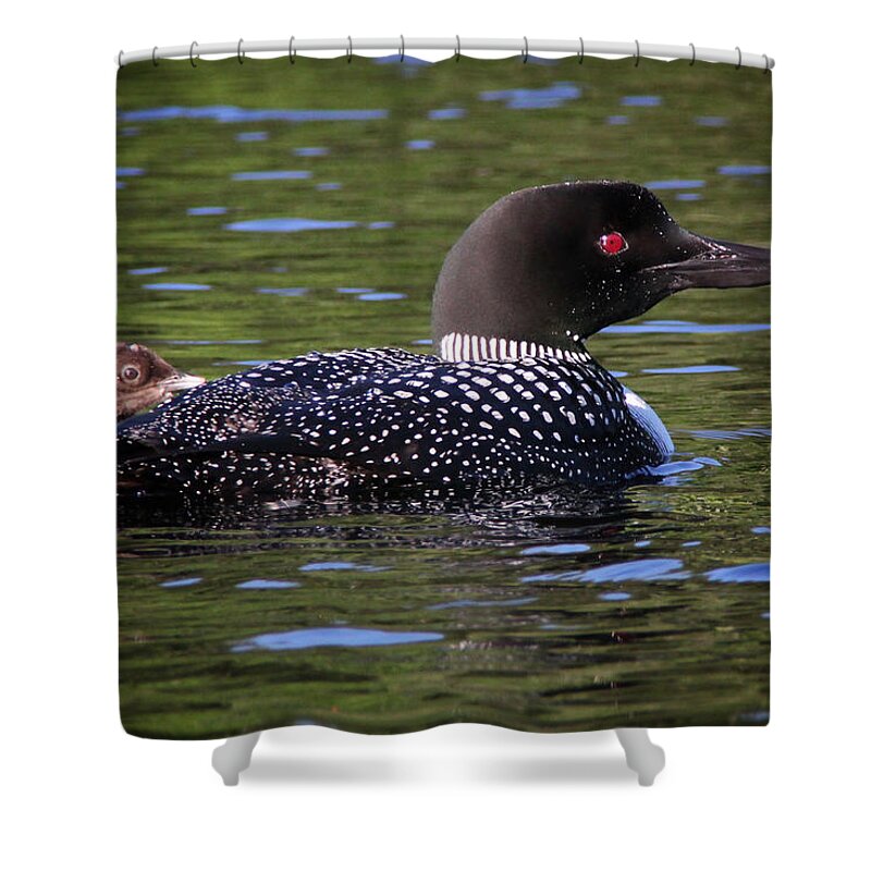 Loon Shower Curtain featuring the photograph Loon Bonding by Mark Truman