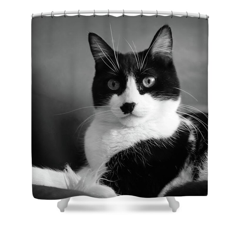 Cat Shower Curtain featuring the photograph Lord of the Manor bw by Bonnie Follett