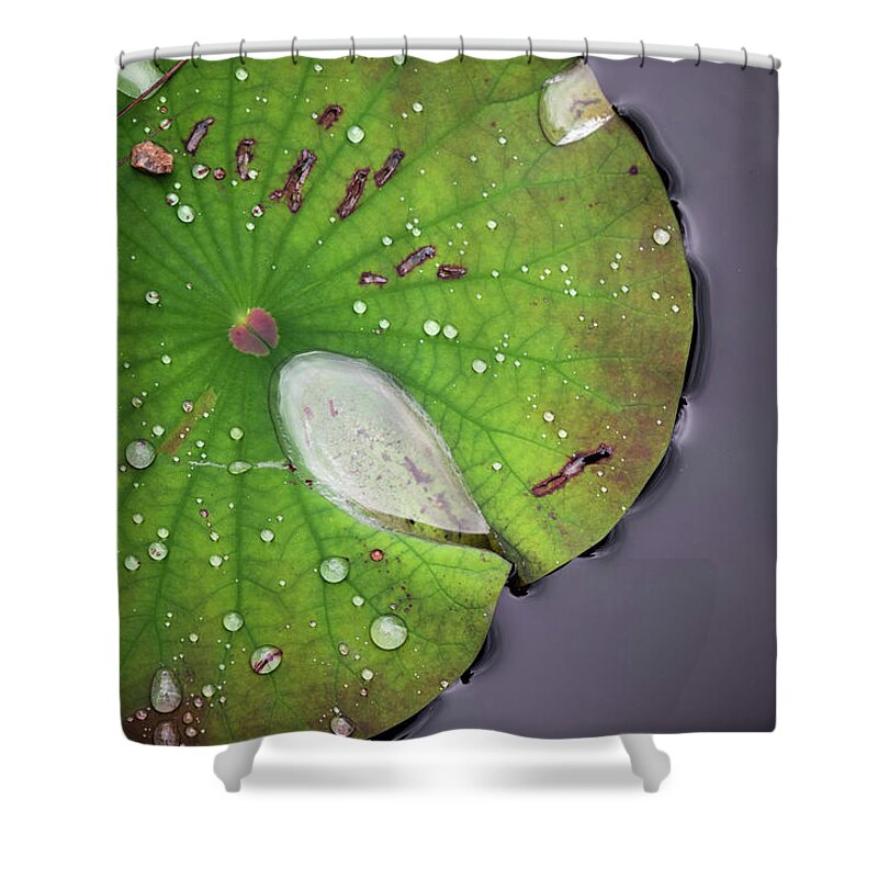 Lotus Shower Curtain featuring the photograph Lotus by Amanda Rimmer