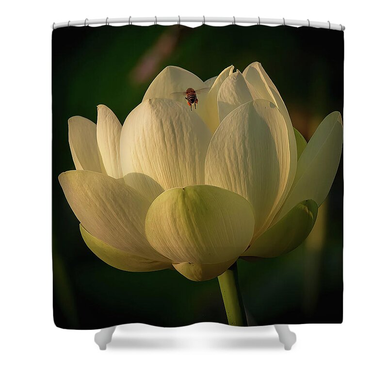 Lotus Shower Curtain featuring the photograph Lotus and Bee Friend by Pam Rendall