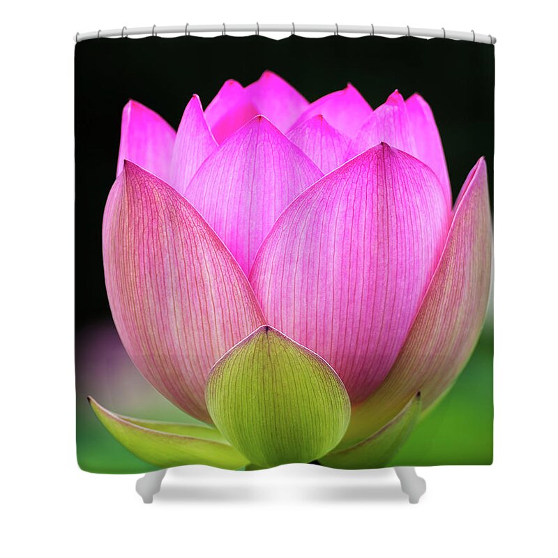 Kenilworth Gardens Shower Curtain featuring the photograph Lotus blossom by Robert Miller