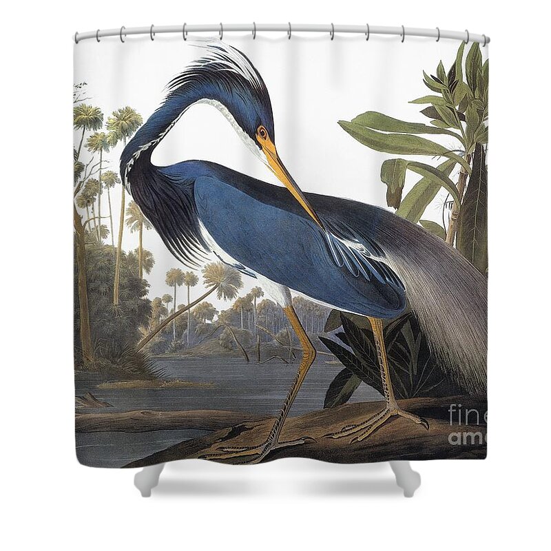 1827 Shower Curtain featuring the drawing Louisiana Heron - Hydranassa Tricolor, 1827 by John James Audubon