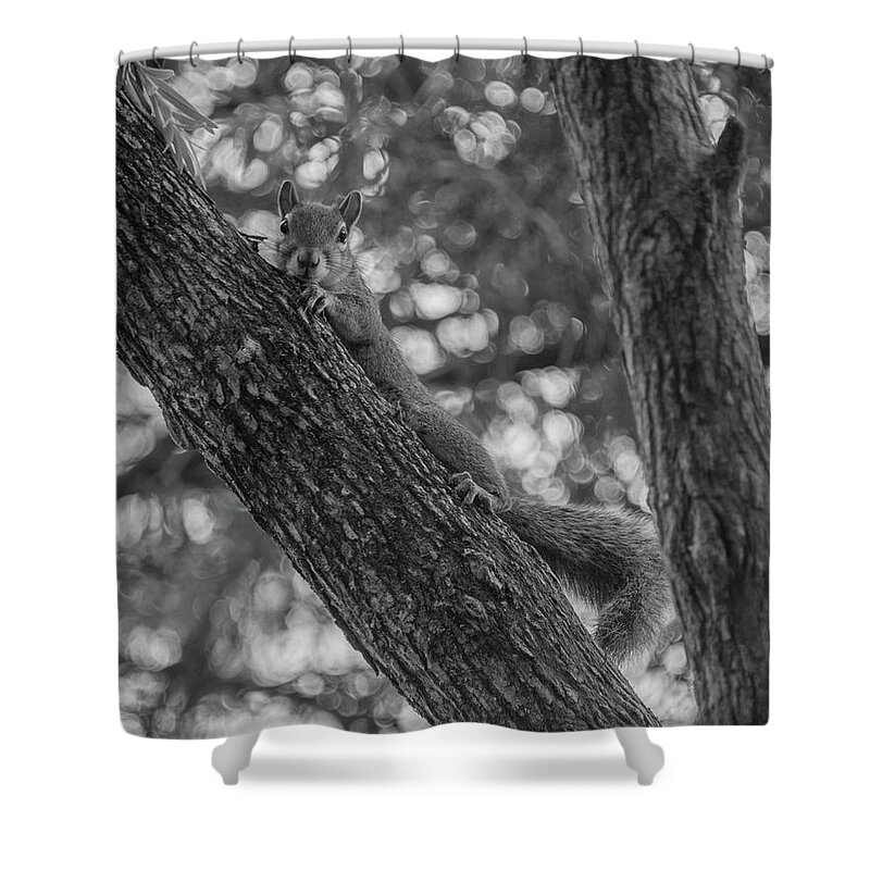 Squirrel Shower Curtain featuring the photograph Lounging around by Alan Goldberg