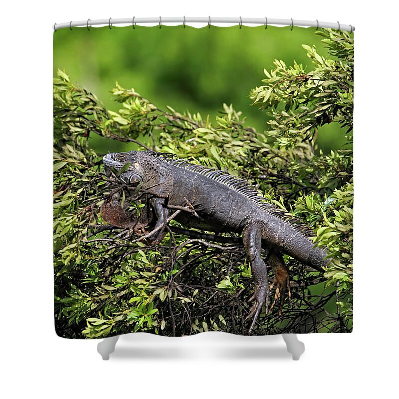 Florida Shower Curtain featuring the photograph Lounging Lizard by Jennifer Robin