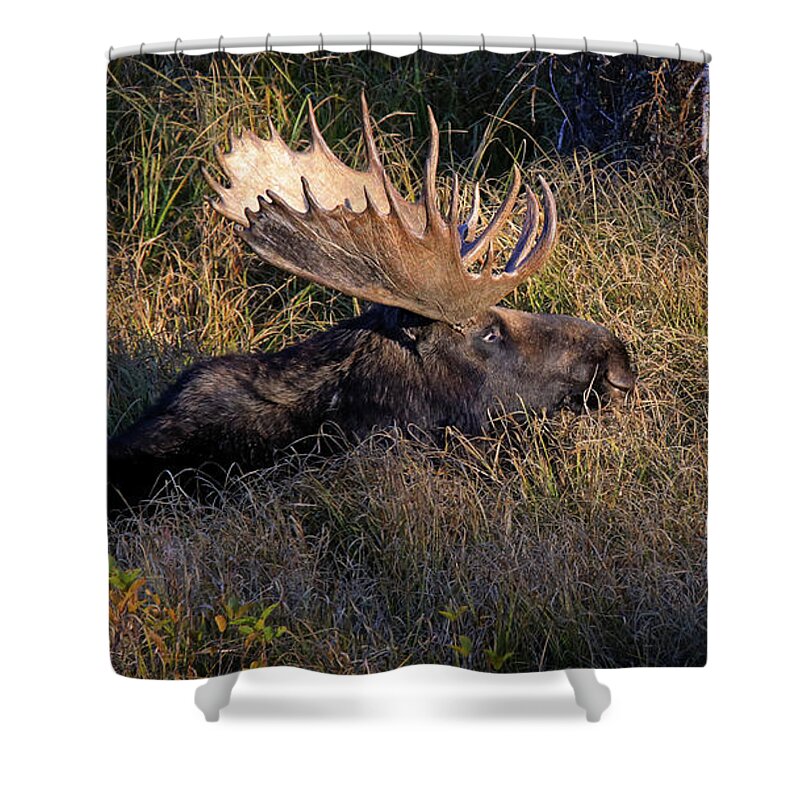 Lounging Moose Shower Curtain featuring the photograph Lounging Moose by Dan Sproul
