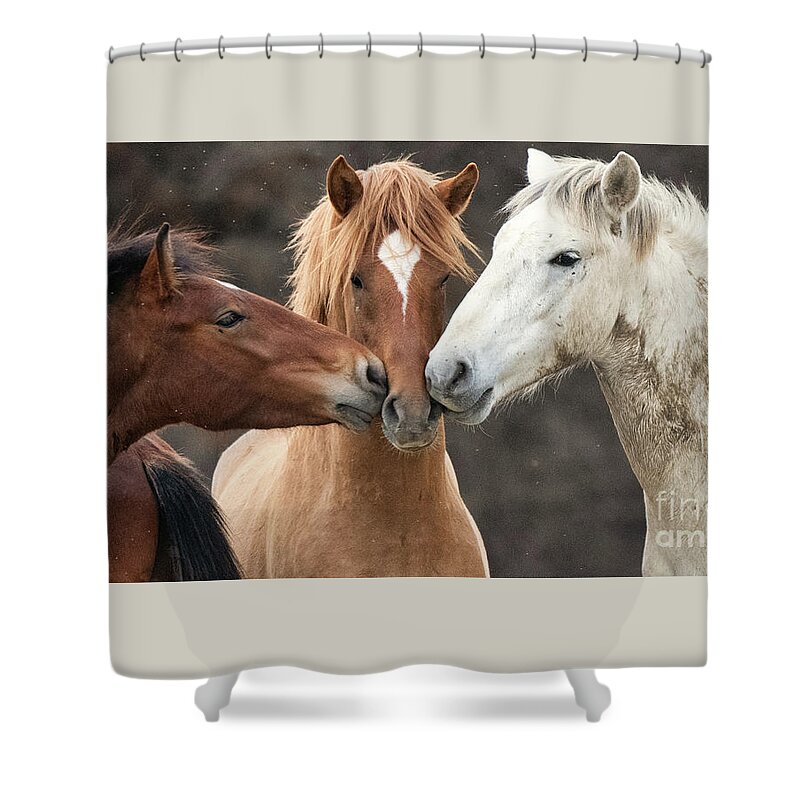Stallions Shower Curtain featuring the photograph Love Not War by Shannon Hastings