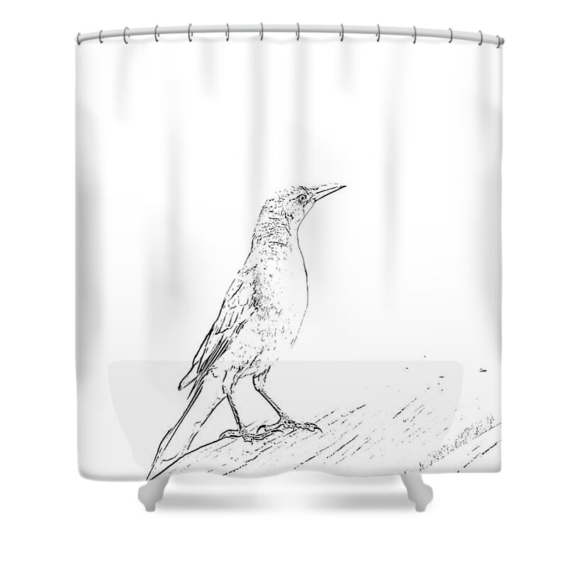 Grackle Shower Curtain featuring the mixed media Lovely Bird Sketch by Alison Frank