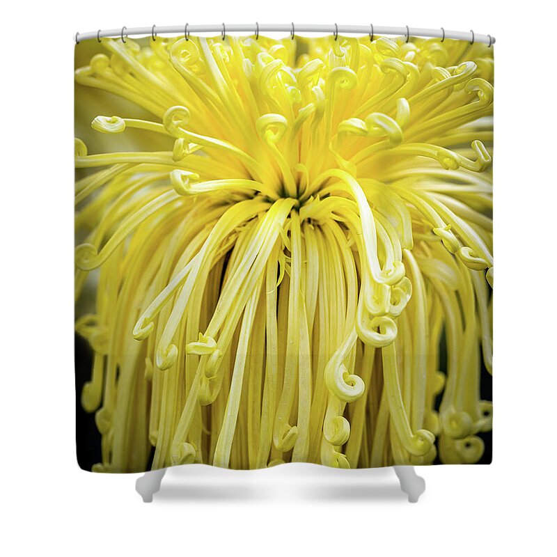 Chrysantemum Shower Curtain featuring the photograph Lovely Curls by Elvira Peretsman