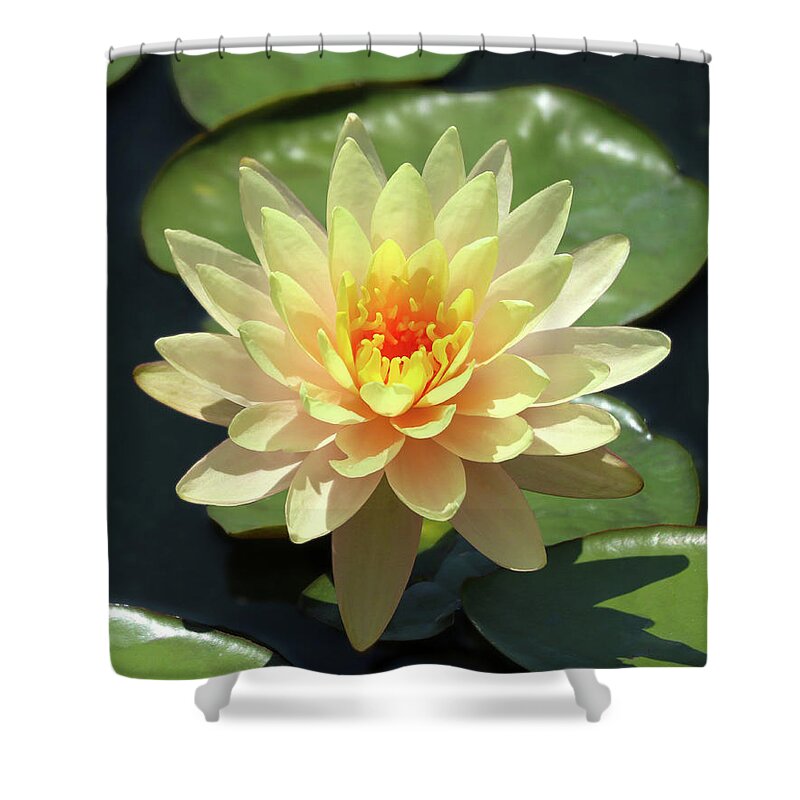 Water Lily Shower Curtain featuring the photograph Lovely Yellow Water Lily by D Lee