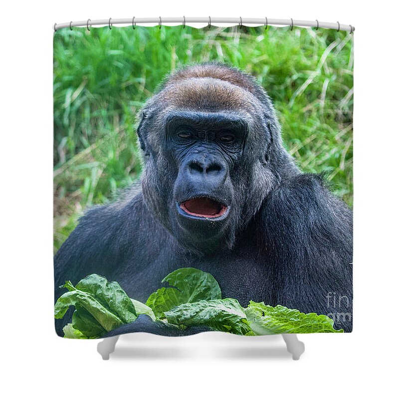 Western Lowland Gorilla Shower Curtain featuring the photograph Lowland Gorilla by Shirley Dutchkowski
