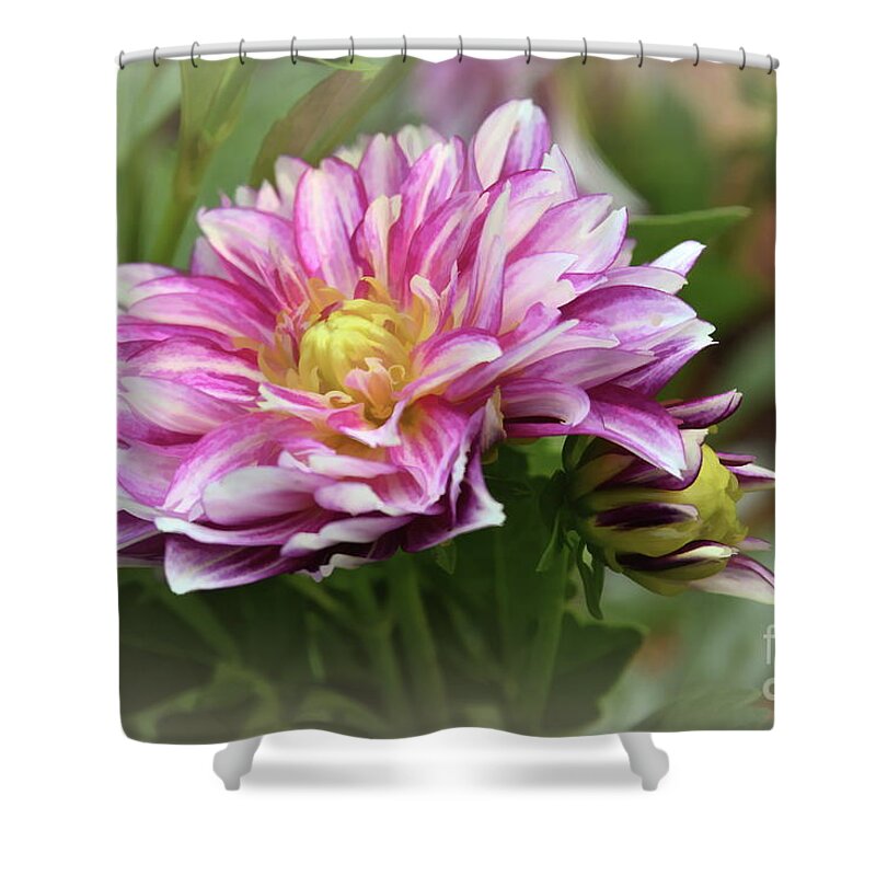 Flower Shower Curtain featuring the photograph Lubega Cherry Stripes Dahlia and Bud by Diana Mary Sharpton