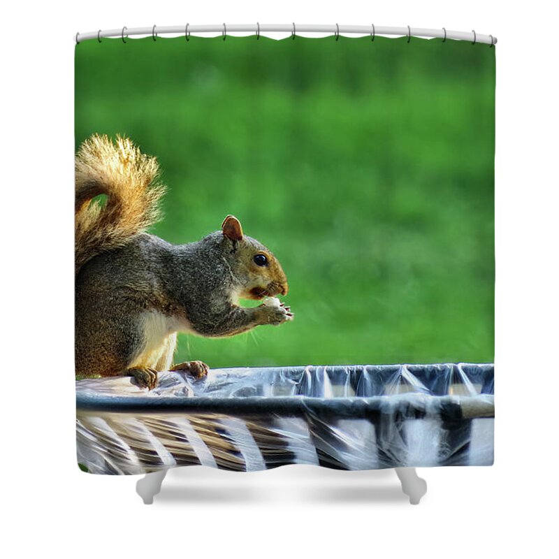 Squirrel Shower Curtain featuring the photograph Lunch by Buddy Scott