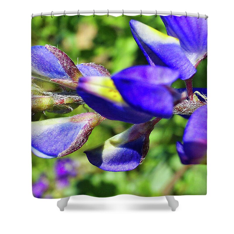 Lupine In Blossom Two Shower Curtain featuring the photograph Lupine In Blossom Two by Gene Taylor