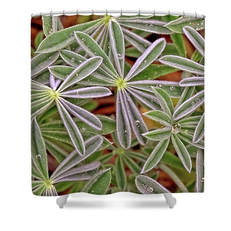 Lupine Shower Curtain featuring the photograph Lupine Leaves by Bob Falcone