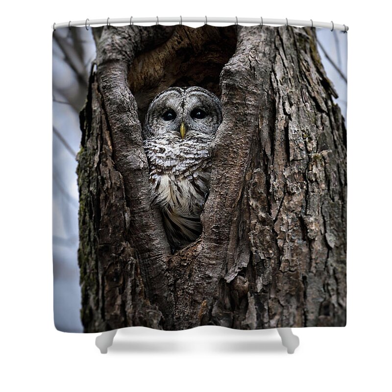 Barred Owl Shower Curtain featuring the photograph Lurker by James Overesch