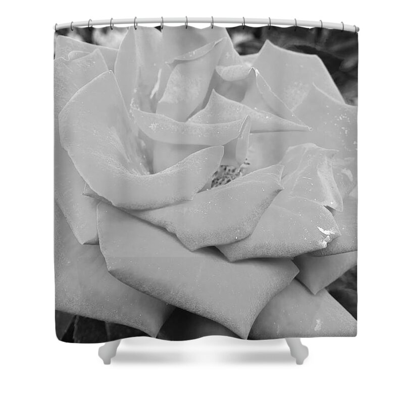 Rose Shower Curtain featuring the photograph Lux Rose in Black and White by Michael Oceanofwisdom Bidwell