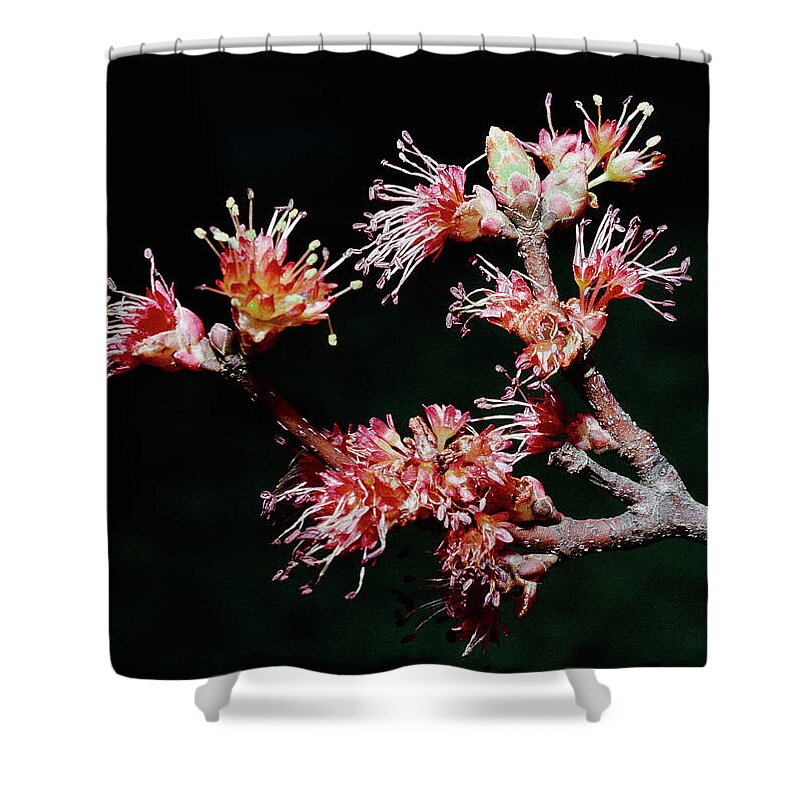 Macro Shower Curtain featuring the photograph Maple Blossom by Steven Nelson