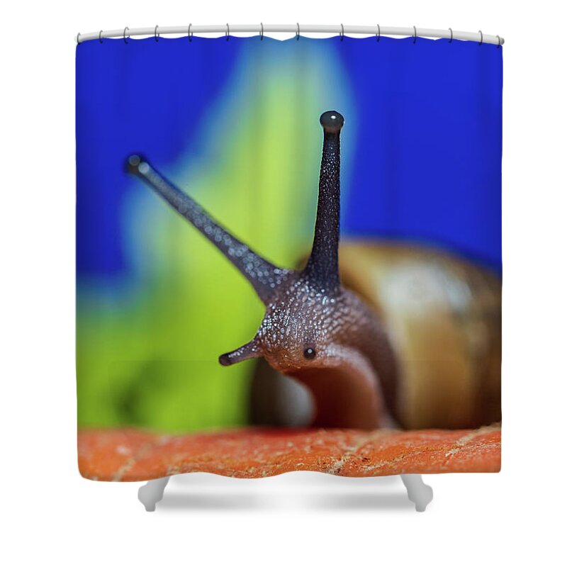 Animals Shower Curtain featuring the photograph Macro Photography - Snail by Amelia Pearn