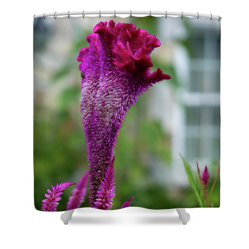 Celosia Shower Curtain featuring the photograph Magenta Celosia Flowers by Lisa Blake