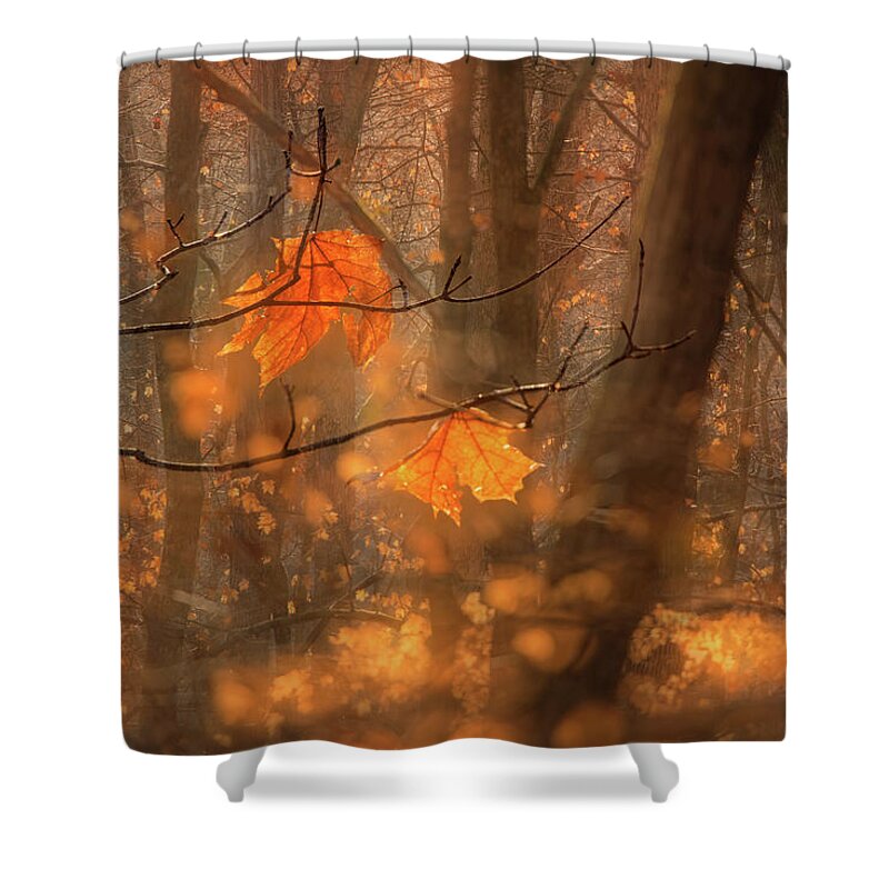 Fall Shower Curtain featuring the photograph Magic Forest by Robert Charity