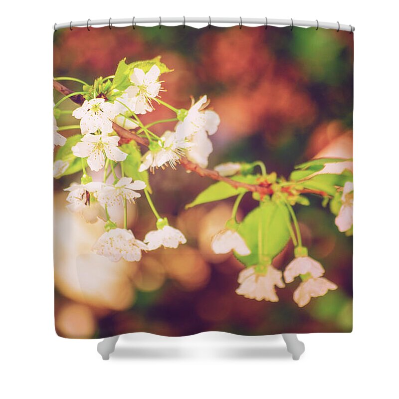 Wild Cherry Shower Curtain featuring the photograph Magical bokeh close up of a blooming sweet cherry tree by Mendelex Photography