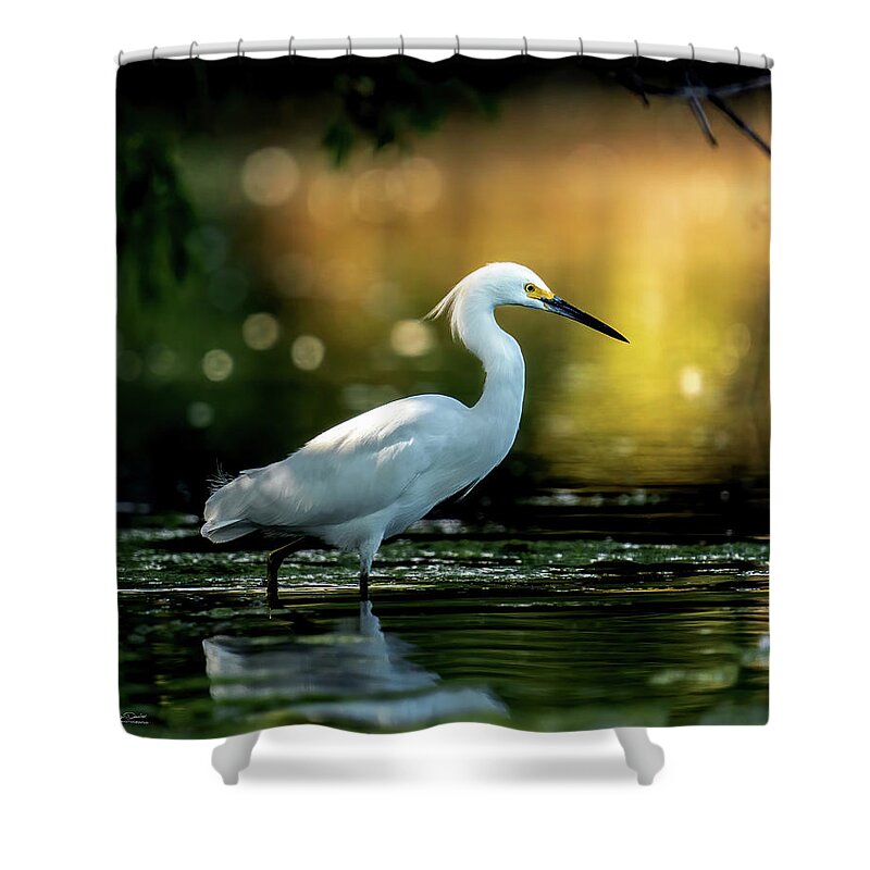 Snowy Egrets Shower Curtain featuring the photograph Magical Morning Egret by Judi Dressler