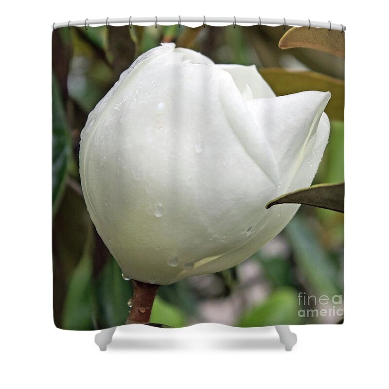 Flower Shower Curtain featuring the photograph Magnificent Magnolia by Roberta Byram