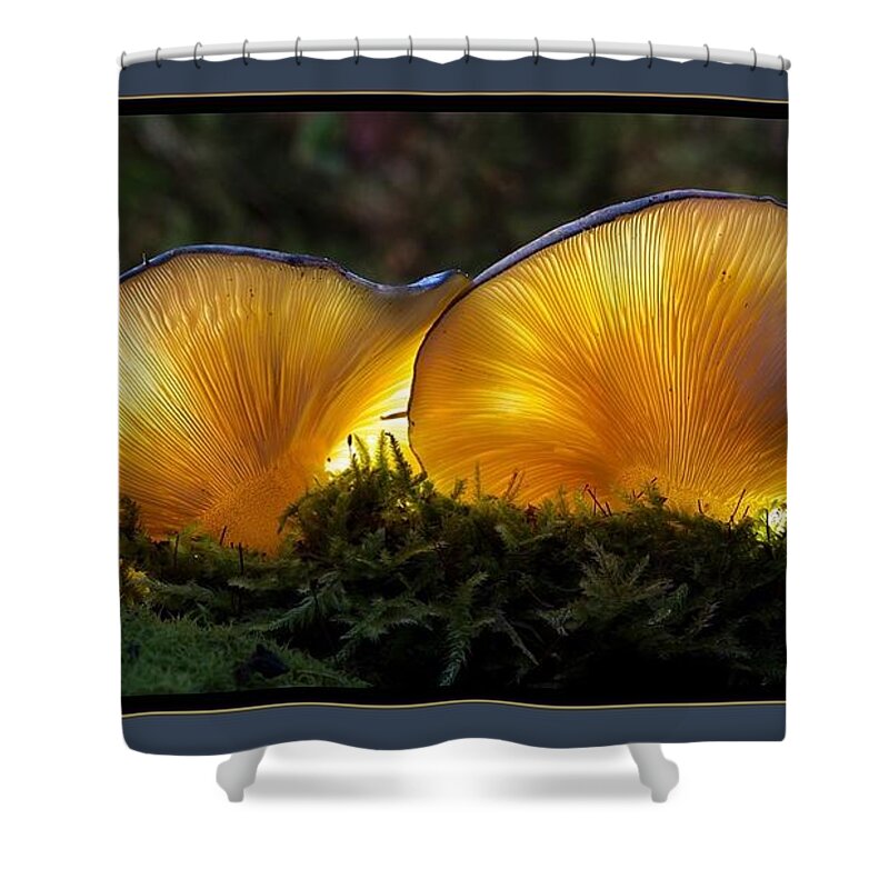 Mushrooms Shower Curtain featuring the photograph Magnificent Mushrooms by Nancy Ayanna Wyatt