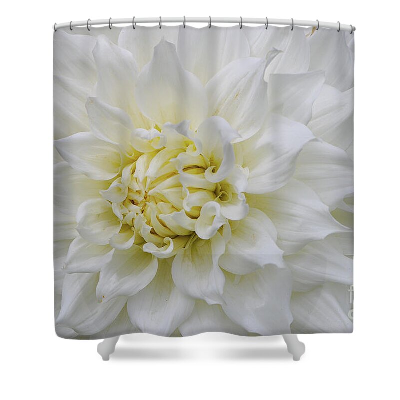British Columbia Shower Curtain featuring the photograph Magnificent White Dahlia by Nancy Gleason
