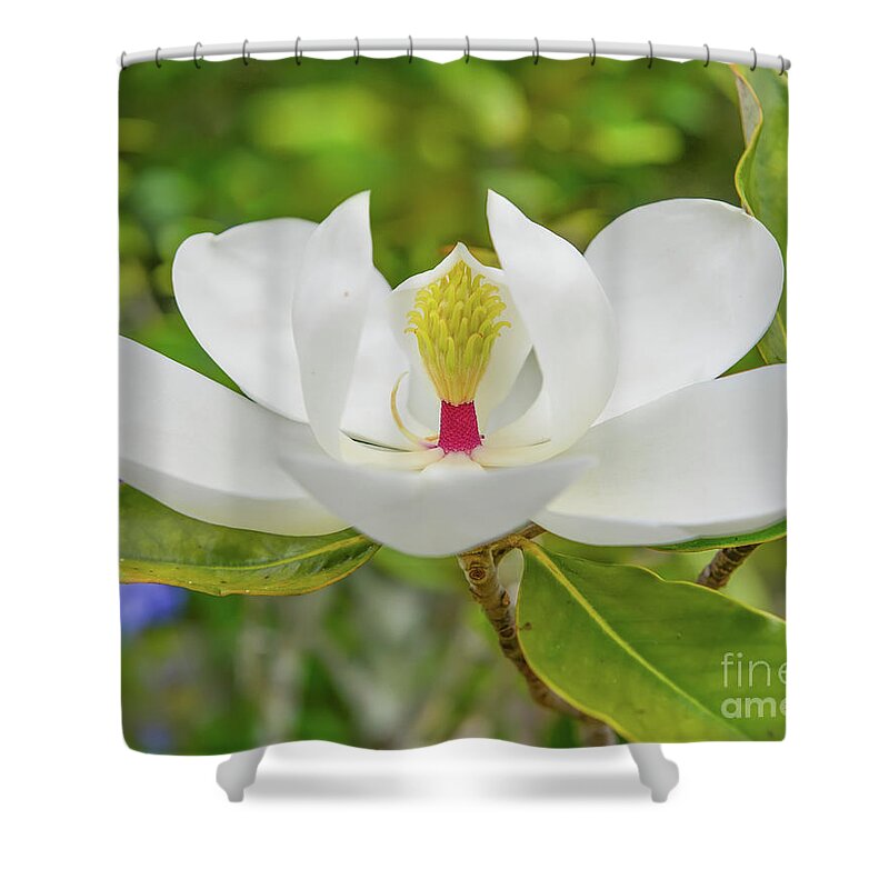 Magnolia Shower Curtain featuring the photograph Magnolia flower by Olga Hamilton