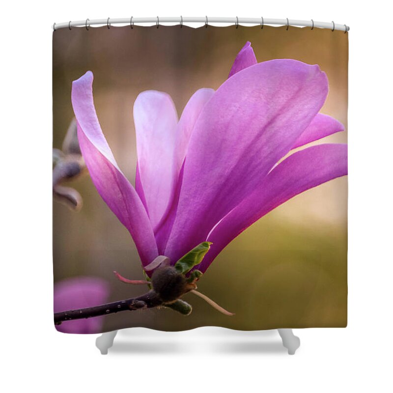 Magnolia Shower Curtain featuring the photograph Magnolia in Bloom by Susan Rydberg