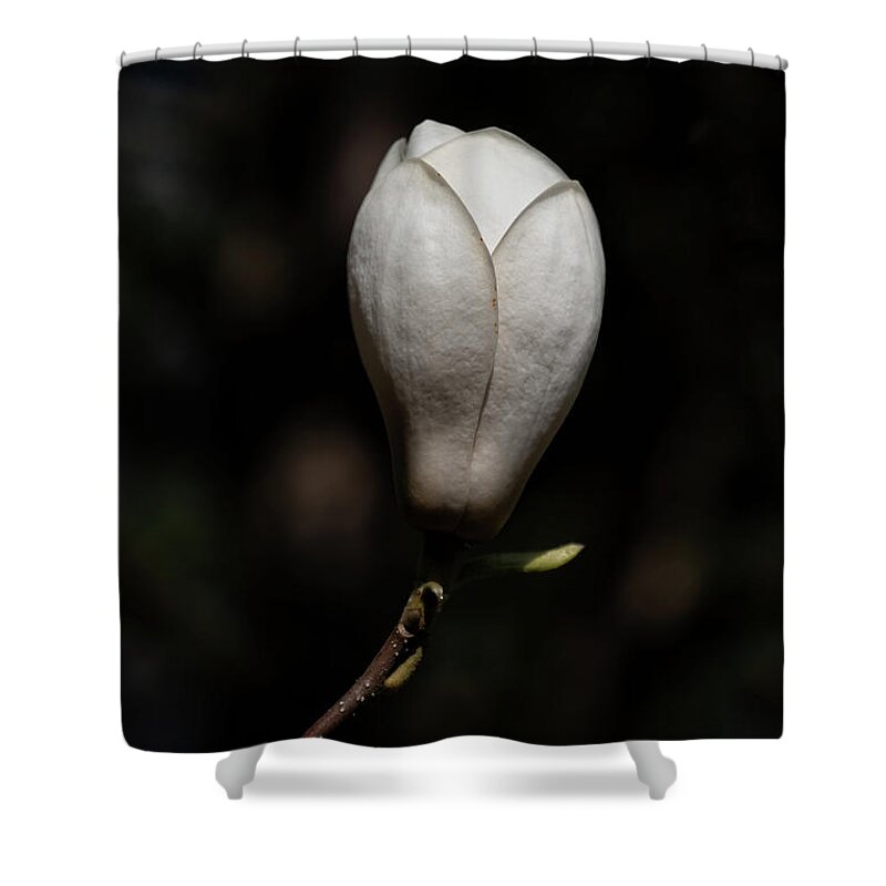 Magnolia Shower Curtain featuring the photograph Magnolia Soulangeana Lennei Alba Flower by Artur Bogacki
