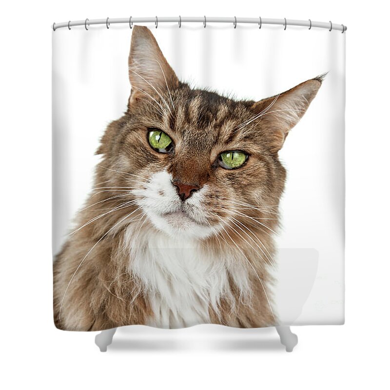 Cat Shower Curtain featuring the photograph Maine Coon Joy by Renee Spade Photography
