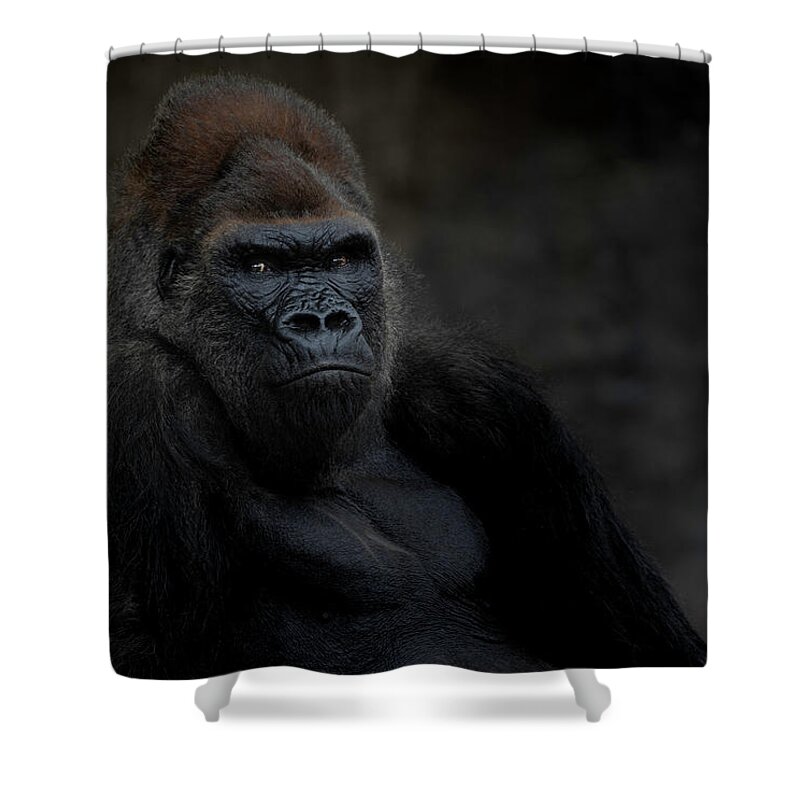 Larry Marshall Photography Shower Curtain featuring the photograph Majestic Gorilla by Larry Marshall