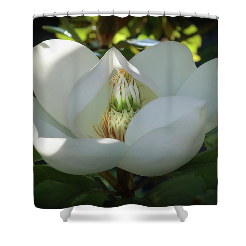 Majestic Shower Curtain featuring the photograph Majestic Magnolia Opening by D Lee