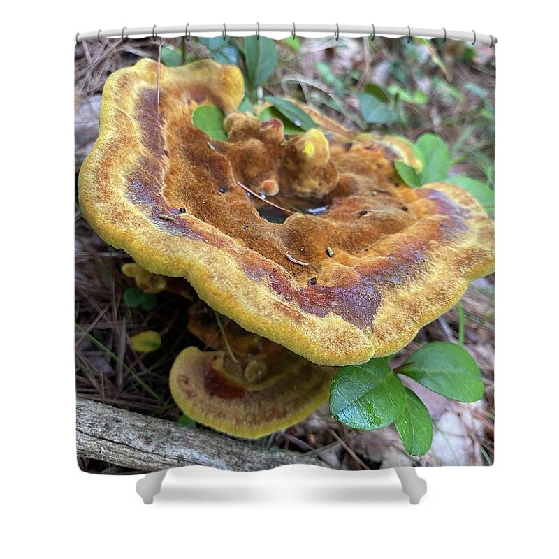 Mushroom Shower Curtain featuring the photograph Majestic Mushrooms #12 by Anjel B Hartwell